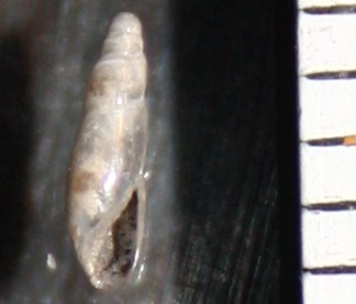 Cecilioides acicula?